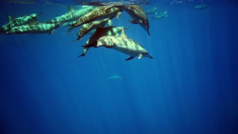 Eine-Schote-Delfine,-Die-An-Der-Meeresoberfläche-Schwimmen---Aufnahme-In-Zeitlupe