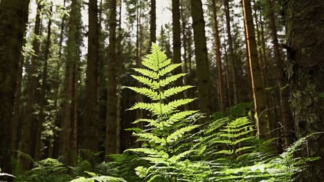 Beautiful-green-fern-blowing-in-the-wind-in-a-pine-forest-in-the-scottish-highlands--Low-angle-static-shot