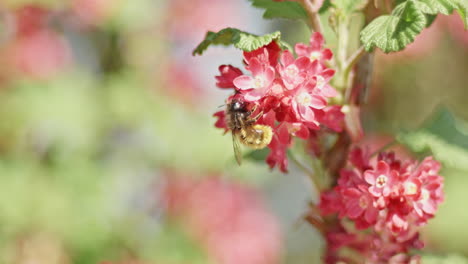 Wild-bee-taking-pollen-from-blossoms-of-colorful-red-flowers-and-takes-off