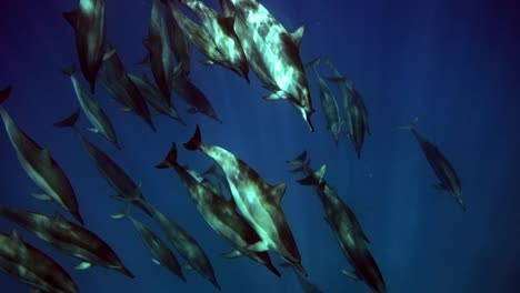 Eine-Delfinfamilie,-Die-In-Den-Tiefen-Ozean-Hinabsteigt---Unterwasseraufnahme