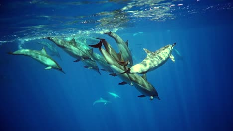 Eine-Gruppe-Delfine,-Die-In-Die-Meeresoberfläche-Springen-Und-Schwimmen---Unterwasser-Zeitlupenaufnahme