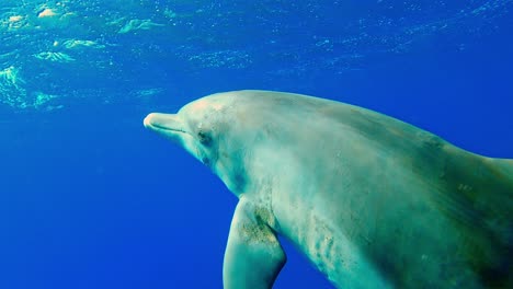 Delfines-Nariz-De-Botella-Nadando-Solos-Y-Ascendiendo-En-El-Océano-Azul
