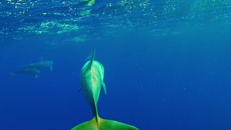 Delfín-Nariz-De-Botella-Nadando-Debajo-De-Las-Olas-Y-Buceando-Hacia-La-Profundidad-Del-Océano-Azul