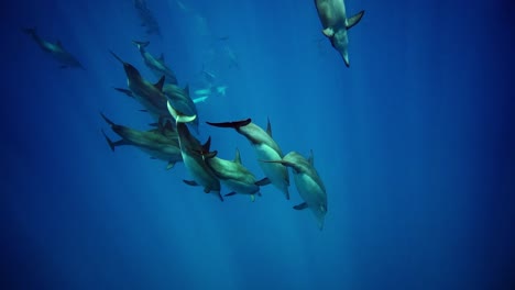 Pod-Of-Common-Bottlenose-Dolphins-Diving-On-The-Deep-Blue-Water-By-The-Tropical-Ocean