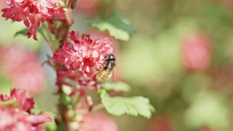 Bee-collecting-pollen-from-blossoms-of-colorful-red