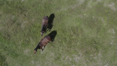Aerial-birds-eye-view-over-sibling-brown-young-brown-horses-over-green-lush-meadow-on-a-sunny-summer-day-as-they-lounge-about-hanging-around-each-other-without-saddles-and-ready-for-the-adventure-run