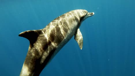 Bottlenose-Dolphin-Swimming-Towards-The-Surface-And-Diving-Back-Under-The-Deep-Blue-Ocean-With-Bright-Sunlight