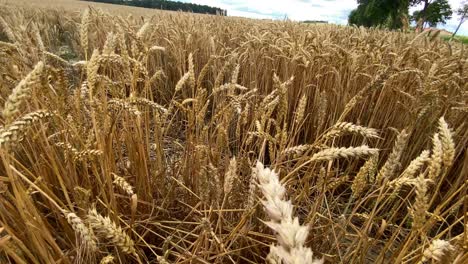 Slow-pan-shot-in-wheat-field-showing-rural-growing-grain-during-daytime