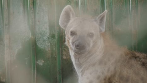 Adult-Spotted-Hyena-Turning-Head-And-Looking-Into-Camera-In-Slow-Motion