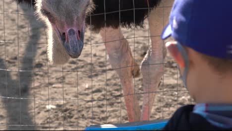 4K-footage-zooming-in-on-an-ostrich-eating-pellets-off-a-blue-tray