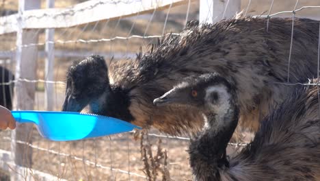 Emus-pecking-away-at-a-tray-of-pellets