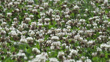 A-field-of-Clover-blowing-in-the-summer-breeze-in-the-UK