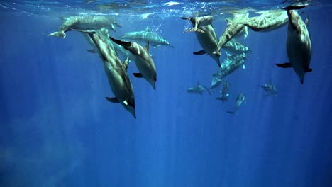 Manada-De-Delfines-Girando-Rompiendo-Y-Saltando-En-El-Océano-Azul