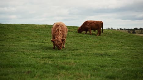 Two-beautiful-highland-cattle-grazing-in-the-green-scottish-highlands--Static-shot