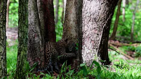Indochinese-Leopard,-Panthera-pardus-delacouri