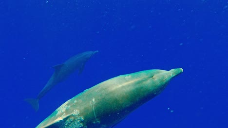 Graue-Delfine-Mit-Seepocken-Am-Körper,-Die-Unter-Dem-Tiefblauen-Meer-Schwimmen