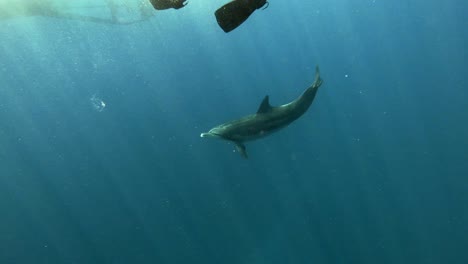 Delfines-Juguetones-Nadando-Bajo-Un-Hombre-Buceando-En-El-Mar-Azul-Profundo-Con-Rayos-De-Sol