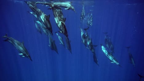 Eine-Schar-Grauer-Delfine,-Die-Unter-Dem-Tiefblauen-Ozean-Zurücktauchen