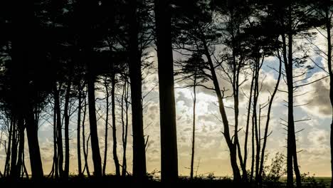 Looped-Video-of-Clouds-Rolling-Behind-Trees-in-Forest-and-Sun-Shining