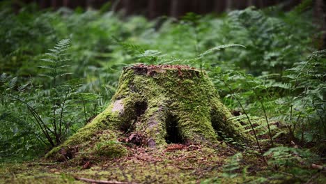 Old-pine-tree-stump-covered-in-moss-and-surrounded-by-green-ferns--Low-angle-static-shot