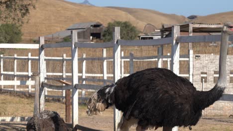 Large-adult-male-ostrich-walking-around-at-an-Ostrich-Farm