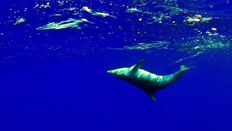 Delfín-Girador-Con-Rémora-Girando-Y-Nadando-Hacia-Atrás-En-Las-Profundas-Aguas-Azules-Del-Océano.