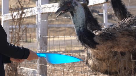 Close-up-features-of-Emus,-the-second-largest-living-bird-after-the-ostrich