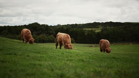Tres-Vacas-De-Las-Tierras-Altas-Pastando-En-Los-Pastos-De-Las-Tierras-Altas-Escocesas