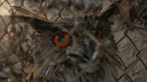 Owl-Turning-Its-Neck-180-Degrees-And-Showing-Bright-Orange-Eyes-To-Camera