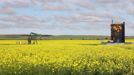 Automated-oil-rig-with-storage-container-in-yellow-flower-field,-concept-of-human-impact-on-nature,-static-shot