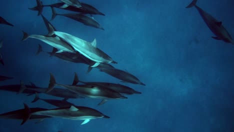 Manada-De-Delfines-Nadando-Juntos-Bajo-El-Océano-Azul-Profundo
