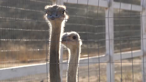 Female-ostriches-behind-a-fenced-enclosure