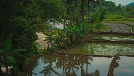 Hermosa-Cinemagrafía-De-4k-Uhd---Bucle-De-Video-Sin-Costuras-De-Un-Enorme-Campo-De-Arroz-Natural-Y-Tradicional-Y-Granjeros-Con-Sombreros-De-Paja-En-Bali,-Indonesia---Asia-Con-Palmeras-Verdes-De-La-Selva