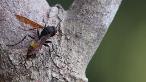 Lesser-Banded-Hornet,-Vespa-affinis