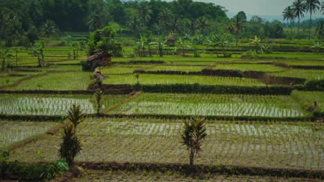 Beautiful-4K-UHD-footage-of-a-huge-natural-and-traditional-green-rice-field-and-farmers-with-straw-hats-in-Bali,-Indonesia---Asia-with-green-jungle-palm-trees-and-mountains-in-the-background