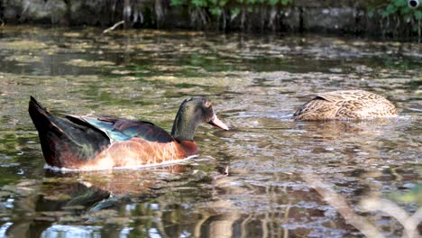 Two-mallard-ducks-swim-in-a-black-pond-with-a-lot-of-algae