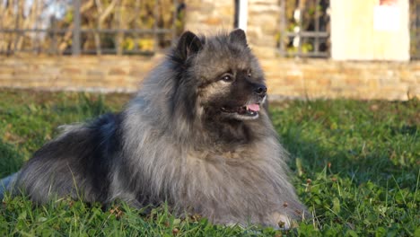 a-fluffy-keeshond-dog-with-beautiful-eyes-lies-on-a-green-meadow,-moves-his-right-ear-and-turns-his-head-from-left-to-right