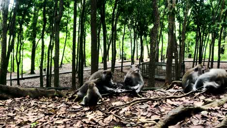 Balinese-Long-Tailed-Monkeys-Enjoy-Bonding-Time-Together-At-Sacred-Monkey-Forest-Sanctuary-In-Padangtegal,-Ubud-In-Bali,-Indonesia---Medium-Shot