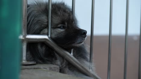 a-tired-keeshond-is-nearly-sleeping-on-a-outdoor-stair-made-of-stone