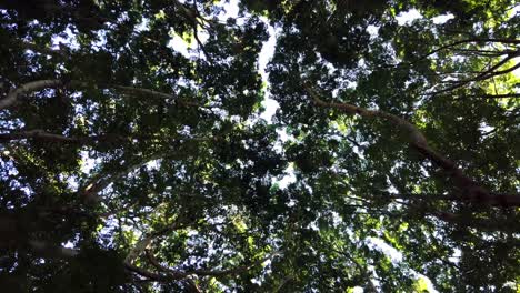 Looking-up-at-lush-green-canopy-in-forest-with-multiple-tall-trees,-slow-motion