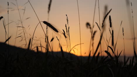 a-grain-field-at-dusk