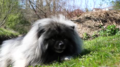 A-happy-Keeshond-dog-lies-on-a-green-meadow-and-eats-white-bread