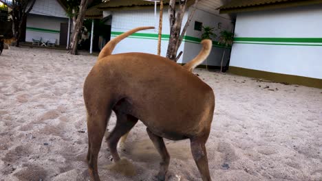 Two-Brown-Dogs-Playing-On-The-Sand-At-The-Beach-In-Koh-Phangan,-Thailand---full-shot