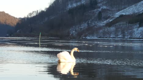 Ein-Schöner-Schwan-Schwimmt-In-Der-Donau-Und-Reflektiert-Sich-Auf-Dem-Dunklen-Wasser
