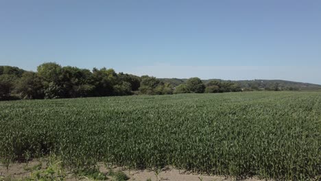 Campo-De-Maíz-Agrícola-Cultivo-De-Tierras-De-Cultivo-Que-Sopla-En-La-Brisa-Lenta-Izquierda-Dolly