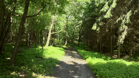 Steady-slow-forward-shot-of-footpath-in-fir-forest-during-beautiful-summer-day