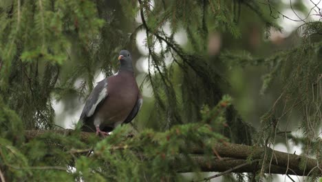 Common-wood-pigeon-standing-on-a-branch-attentively-looking-around-observing-the-surrounding-and-winking-in-a-pine-tree-framed-by-pine-tree-twigs-and-greenery-around