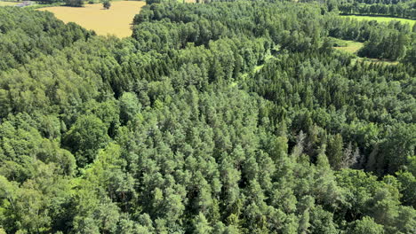 Top-down-aerial-footage-of-natural-forest-with-many-trees-in-nature-during-sunny-day
