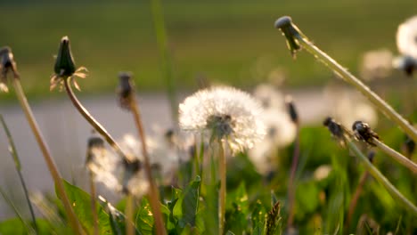 Beautiful-dandelions-in-a-green-meadow