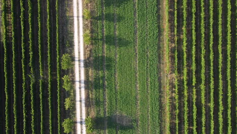 Zooming-in-aerial-view-of-a-perfectly-shaped-vineyard-on-the-Chianti-area-of-Frescobaldi